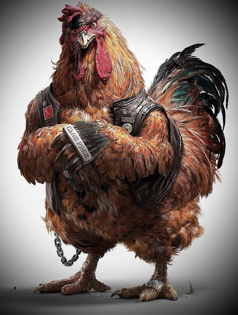 Ilustrasi ayam Cepot4D
